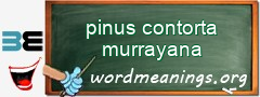 WordMeaning blackboard for pinus contorta murrayana